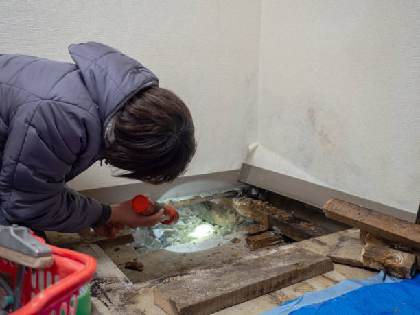 Best Industrial Mold Remediation  in Palmview South, TX