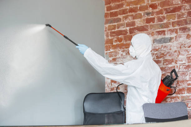 Best Mold Prevention Services  in Palmview South, TX